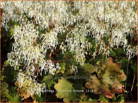 Saxifraga cortusifolia fortunei