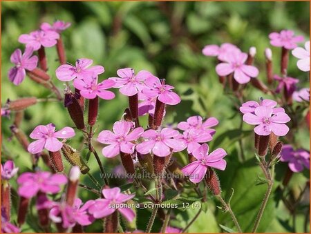 Saponaria ocymoides