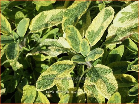 Salvia officinalis &#39;Icterina&#39;