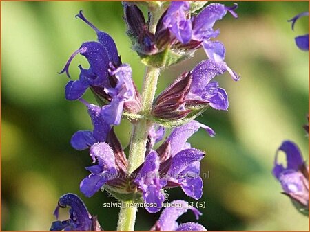 Salvia nemorosa &#39;Lubeca&#39;