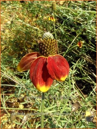 Ratibida columnifera pulcherrima