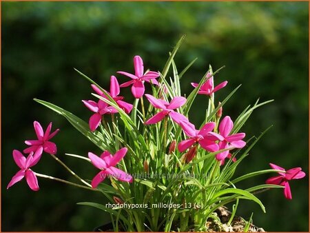 Rhodohypoxis milloides