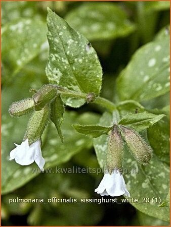 Pulmonaria officinalis &#39;Sissinghurst White&#39;