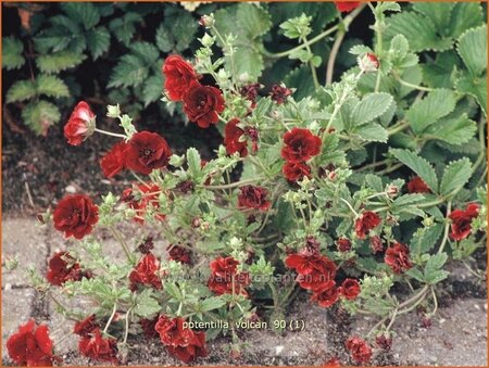 Potentilla &#39;Volcan&#39;