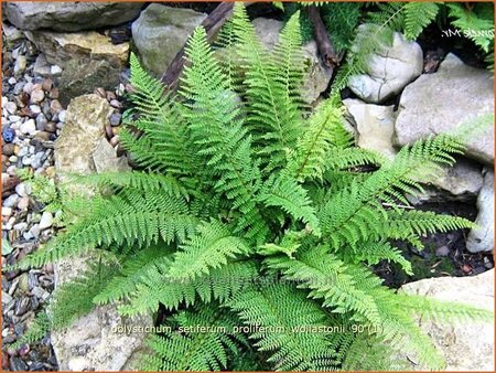 Polystichum setiferum &#39;Proliferum Wollastonii&#39;