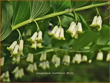 Polygonatum multiflorum