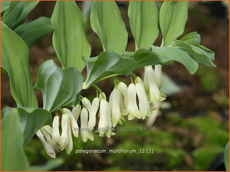 Polygonatum multiflorum