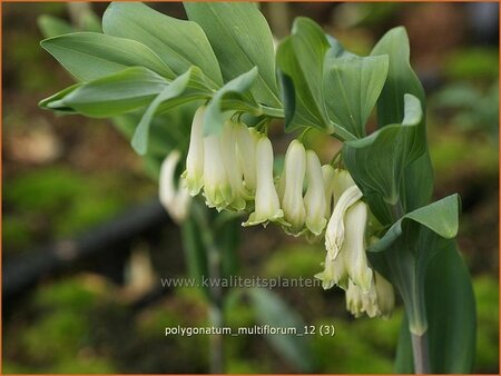 Polygonatum multiflorum