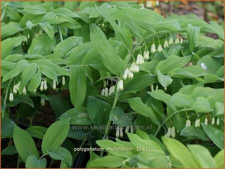 Polygonatum multiflorum