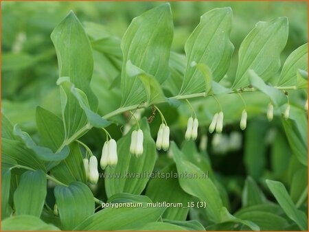 Polygonatum multiflorum