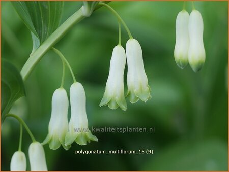 Polygonatum multiflorum