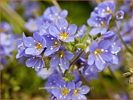 Polemonium reptans &#39;Blue Pearl&#39;