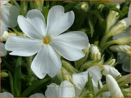 Phlox &#39;White Delight&#39;