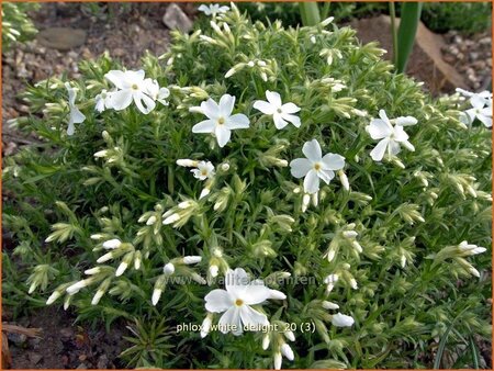 Phlox &#39;White Delight&#39;