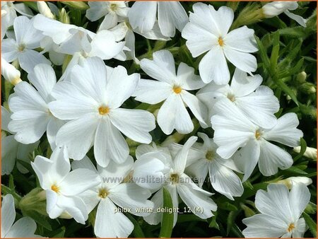 Phlox &#39;White Delight&#39;