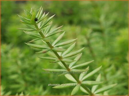 Phuopsis stylosa