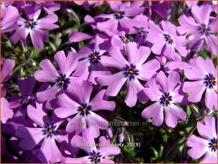 Phlox &#39;Purple Beauty&#39;