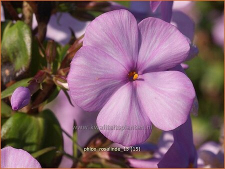 Phlox &#39;Rosalinde&#39;