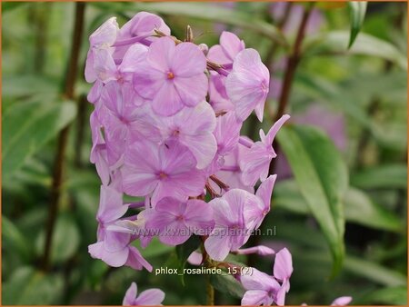 Phlox &#39;Rosalinde&#39;