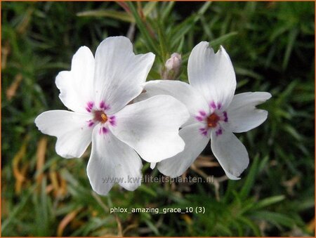 Phlox 'Amazing Grace'