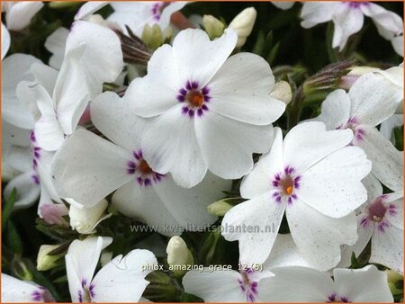 Phlox 'Amazing Grace'