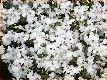 Phlox 'Amazing Grace'