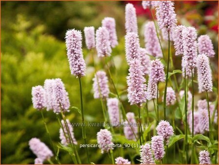 Persicaria bistorta