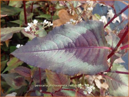 Persicaria microcephala &#39;Red Dragon&#39;