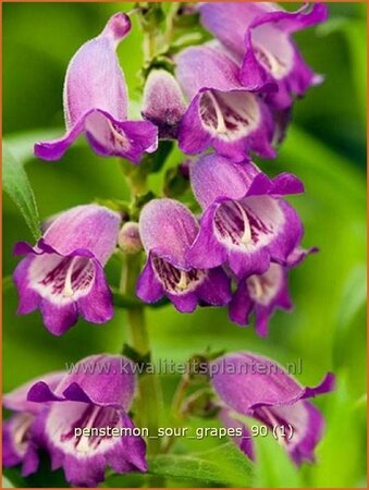 Penstemon &#39;Sour Grapes&#39;