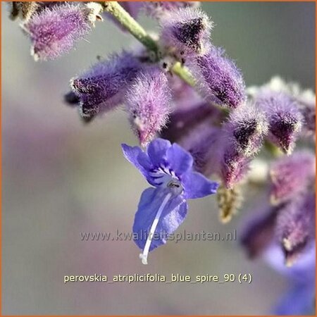 Perovskia atriplicifolia &#39;Blue Spire&#39;