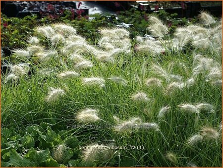 Pennisetum villosum