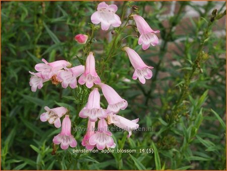 Penstemon &#39;Apple Blossom&#39;