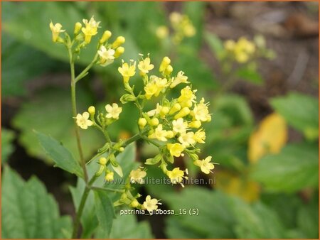 Patrinia gibbosa