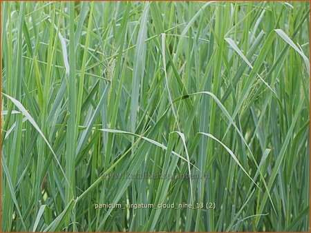 Panicum virgatum &#39;Cloud Nine&#39;