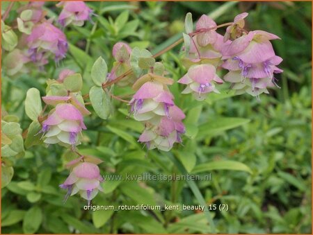 Origanum rotundifolium &#39;Kent Beauty&#39;