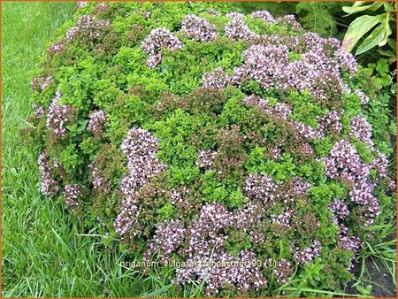 Origanum vulgare &#39;Compactum&#39;