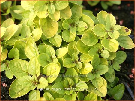 Origanum vulgare &#39;Thumble&#39;s Variety&#39;