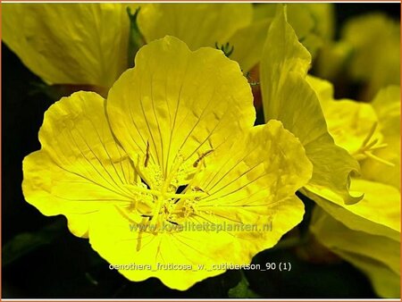 Oenothera fruticosa 'W. Cuthbertson'