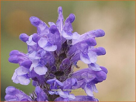 Nepeta nervosa