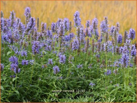 Nepeta nervosa