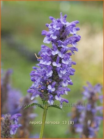 Nepeta nervosa