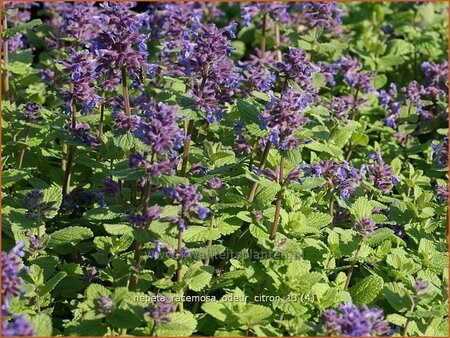 Nepeta racemosa &#39;Odeur Citron&#39;