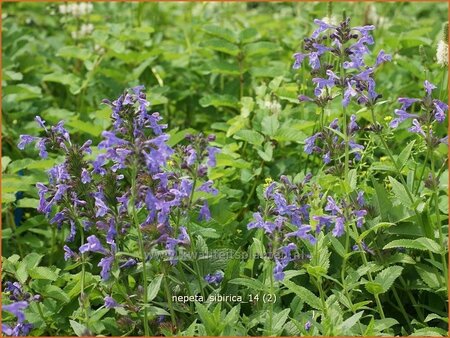 Nepeta sibirica