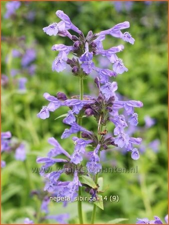 Nepeta sibirica