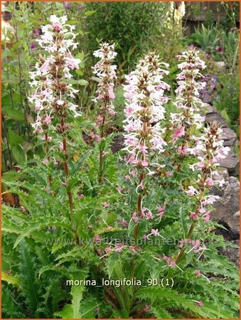 Morina longifolia