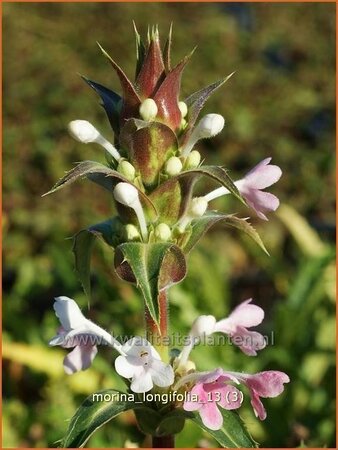 Morina longifolia