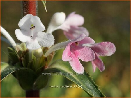 Morina longifolia