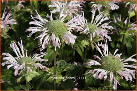 Monarda &#39;Fishes&#39;