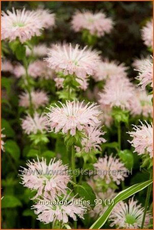 Monarda &#39;Fishes&#39;