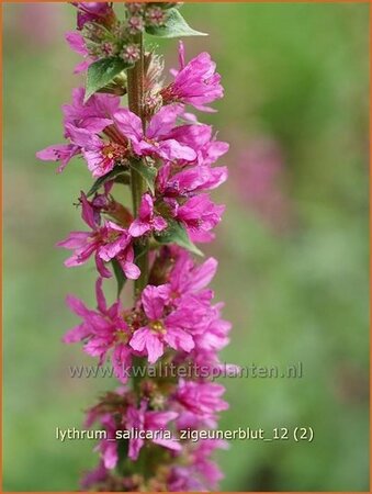 Lythrum salicaria &#39;Zigeunerblut&#39;